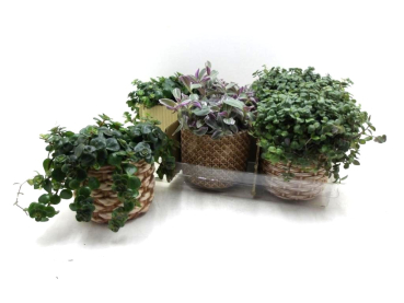 Grünpflanzen in Keramik