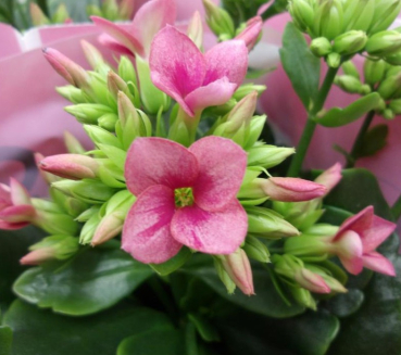 Kalanchoe pink ungefüllt