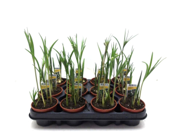 Fritillaria meleagris