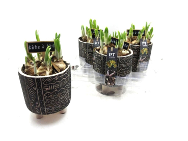 Narcissus im 3-Bein-Topf