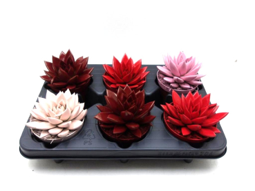 Echeveria gefärbt rosa/rot
