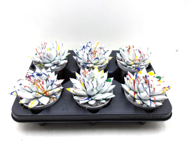 Echeveria gefärbt gesprenkelt