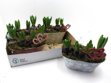 Hyazinthe rosa in Blechschale oval