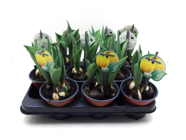 Tulpe "Pfingstrosentulpe" gelb