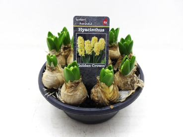 Hyacinthus Schale gelb