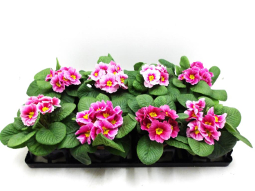 Primula acaulis Apfelblüte