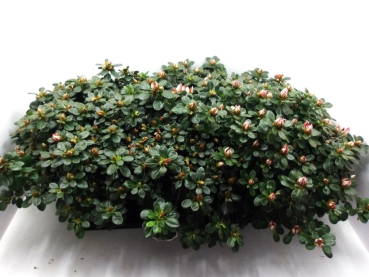 Azaleen "Sachsenstern" rot/weiß