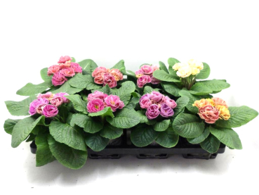 Primula gefüllt pastell