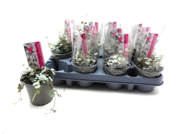 Ceropegia woodii 'Silver