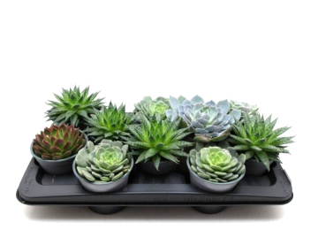 Sukkulenten Mix