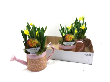 Narcissus in Gießkanne