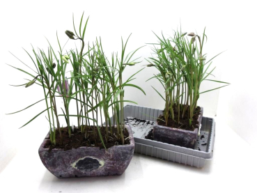 Fritillaria in Steinschale rot