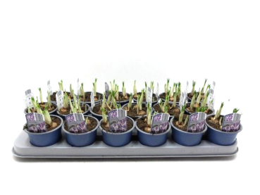 Crocus blau-weiß gestreift