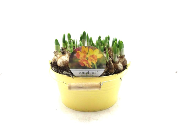 Narzissen in Blechschale gelb