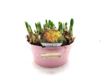 Narzissen in Blechschale rosa