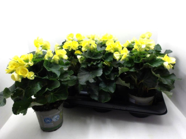 Begonia elatior gelb