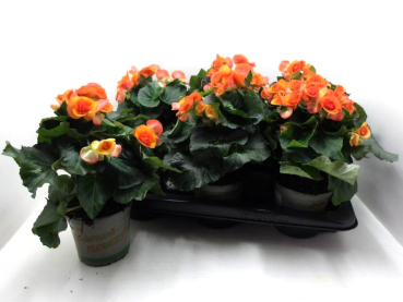 Begonia elatior orange