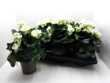 Begonia elatior weiß