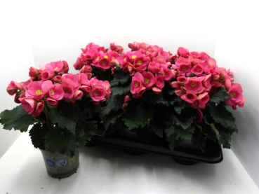 Begonia elatior pink