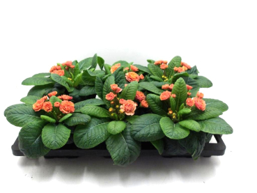 Primula "Belarina" orange