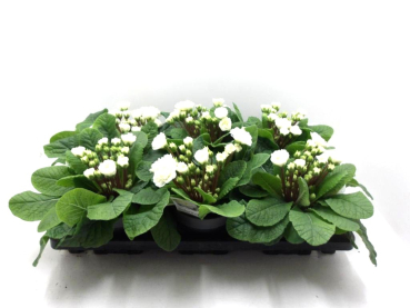 Primula "Belarina" weiß