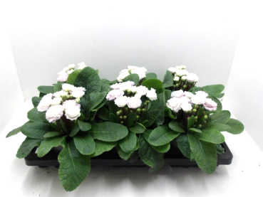 Primula "Belarina" rosé