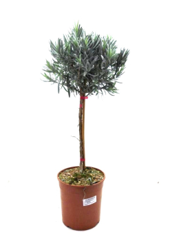 Lavandula angustifolia Stamm