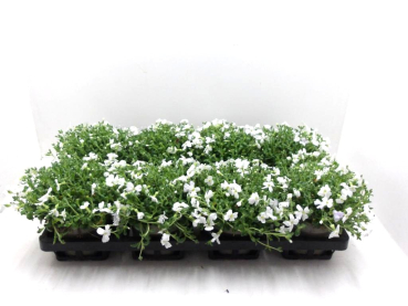 Aubrieta gracilis weiß