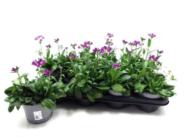 Primula denticulata lila