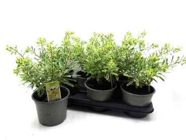 Euphorbia "Ascott Rainbow"