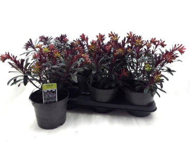 Euphorbia "Minors Merlot"