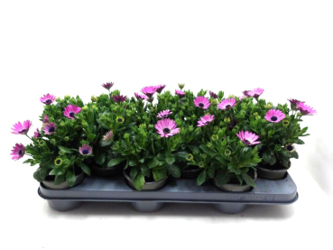 Osteospermum rosa