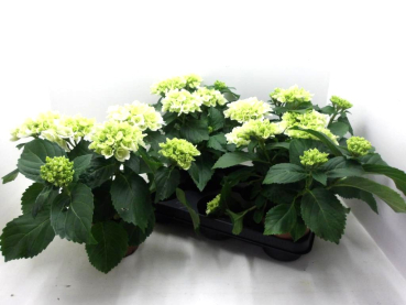 Hydrangea  macr. midi weiß