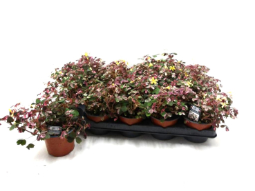 Oxalis "Crazy Plum"