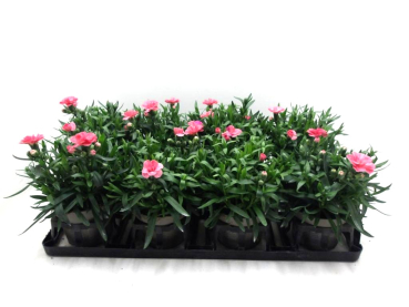 Dianthus caryo. orange