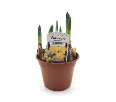 Narcissus  "Dutch Master"
