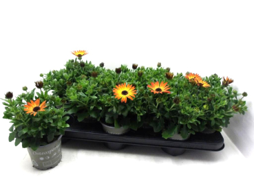 Osteospermum orange
