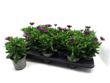 Osteospermum lila