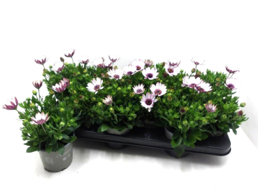 Osteospermum rosé