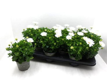 Osteospermum Weißtöne