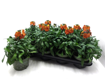 Erysimum orange