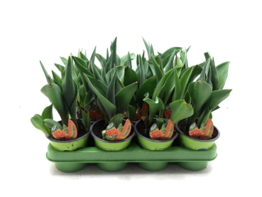 Tulpe  orange gefüllt "Orca"