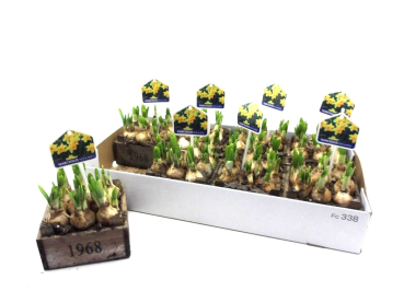 Narzissen in Holzkasten