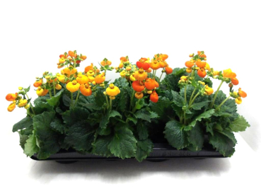 Calceolaria "Calynopsis" orange
