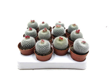 Cactus "Brasil"