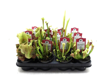 Sarracenia Mix