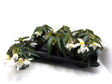 Begonia "Wasserfall" weiß
