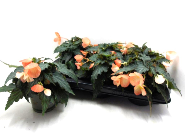 Begonia "Wasserfall" apricot