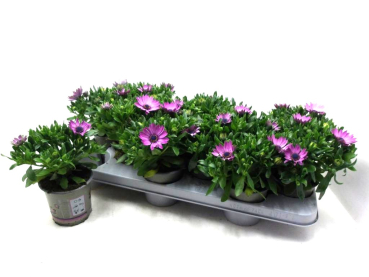 Osteospermum Rosatöne