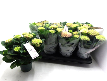 Hydrangea "Magical" midi rosa